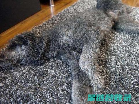 地毯遭遇口香糖？这些去除技巧不容错过 (地毯上有口香糖怎么处理)