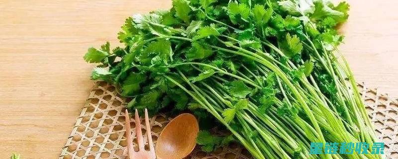 防保存香菜？厨房小白的救星来了！ (保存香菜原来这么简单 三种方法轻松避免黄叶与腐烂)