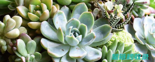 室内养多肉植物的秘诀：光照、水分与环境的完美搭配 (室内养多肉植物好不好)