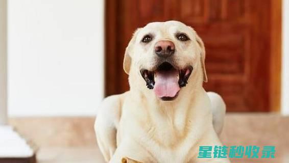 深入了解宠物家庭窗帘的清洗周期，科学维护家居环境 (了解宠物常识)