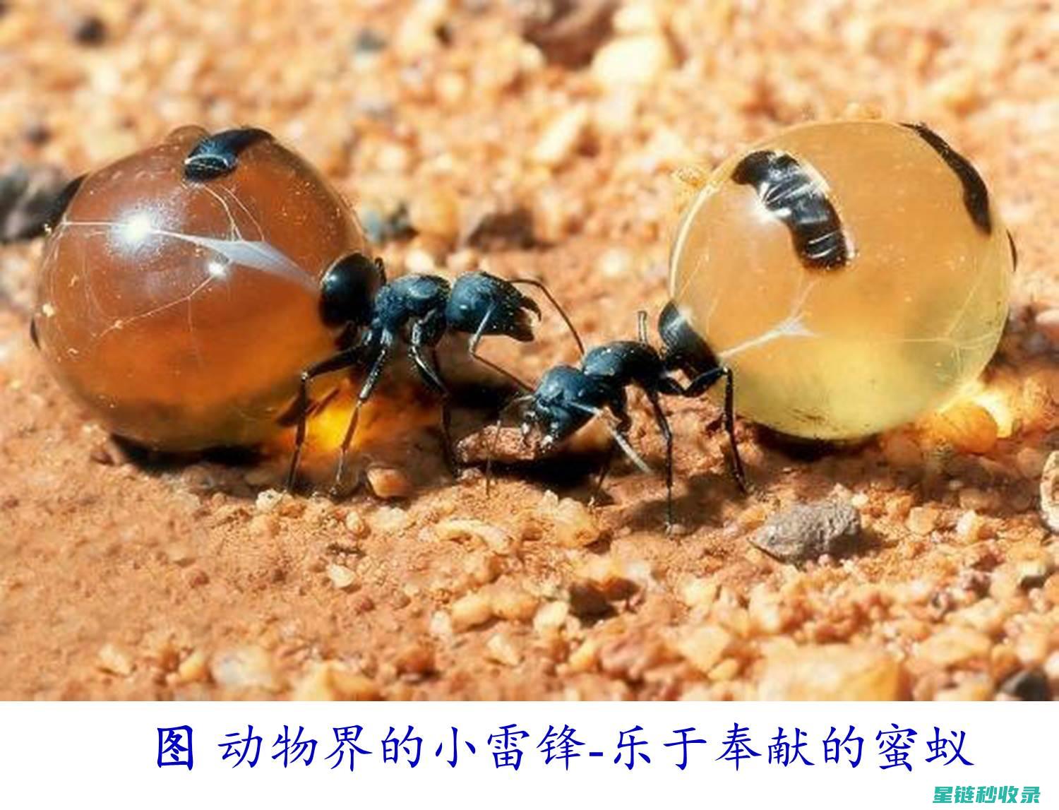 深入探究蚂蚁防治新方法与策略 (深入探究蚂蚁的生活)