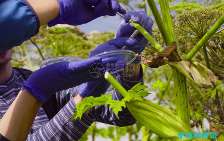 深入探究植物病害的奥秘与防治策略 (深入探究植物生长过程)