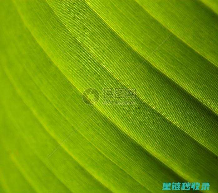 植物叶片光亮的原因：光照、温度与湿度的平衡之道 (植物叶片光亮剂)