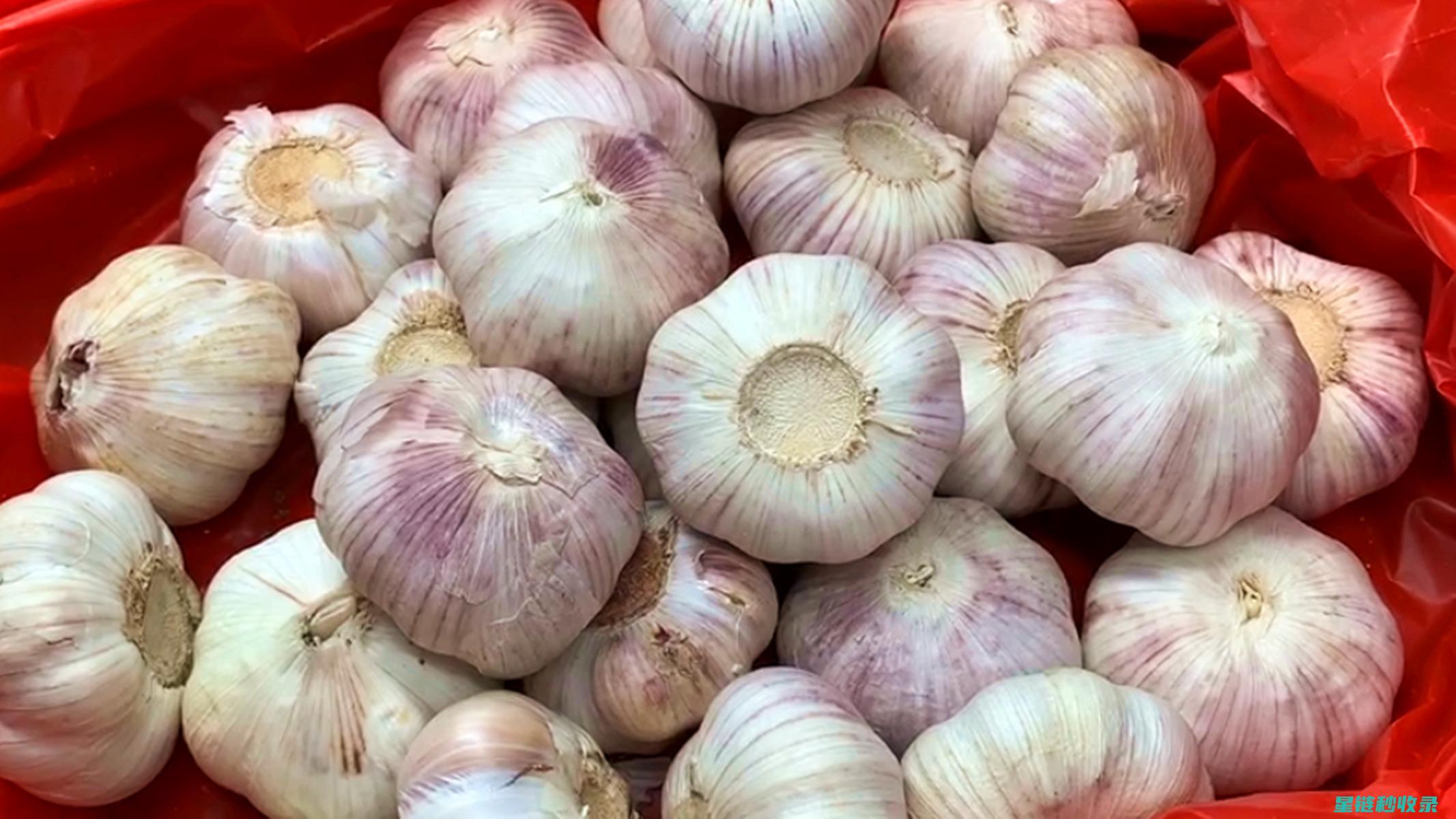 冬季保存大蒜，这些小技巧让你的大蒜更持久 (冬季保存大蒜怎么保存)